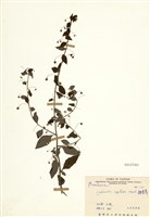 藏品(排香草)的圖片